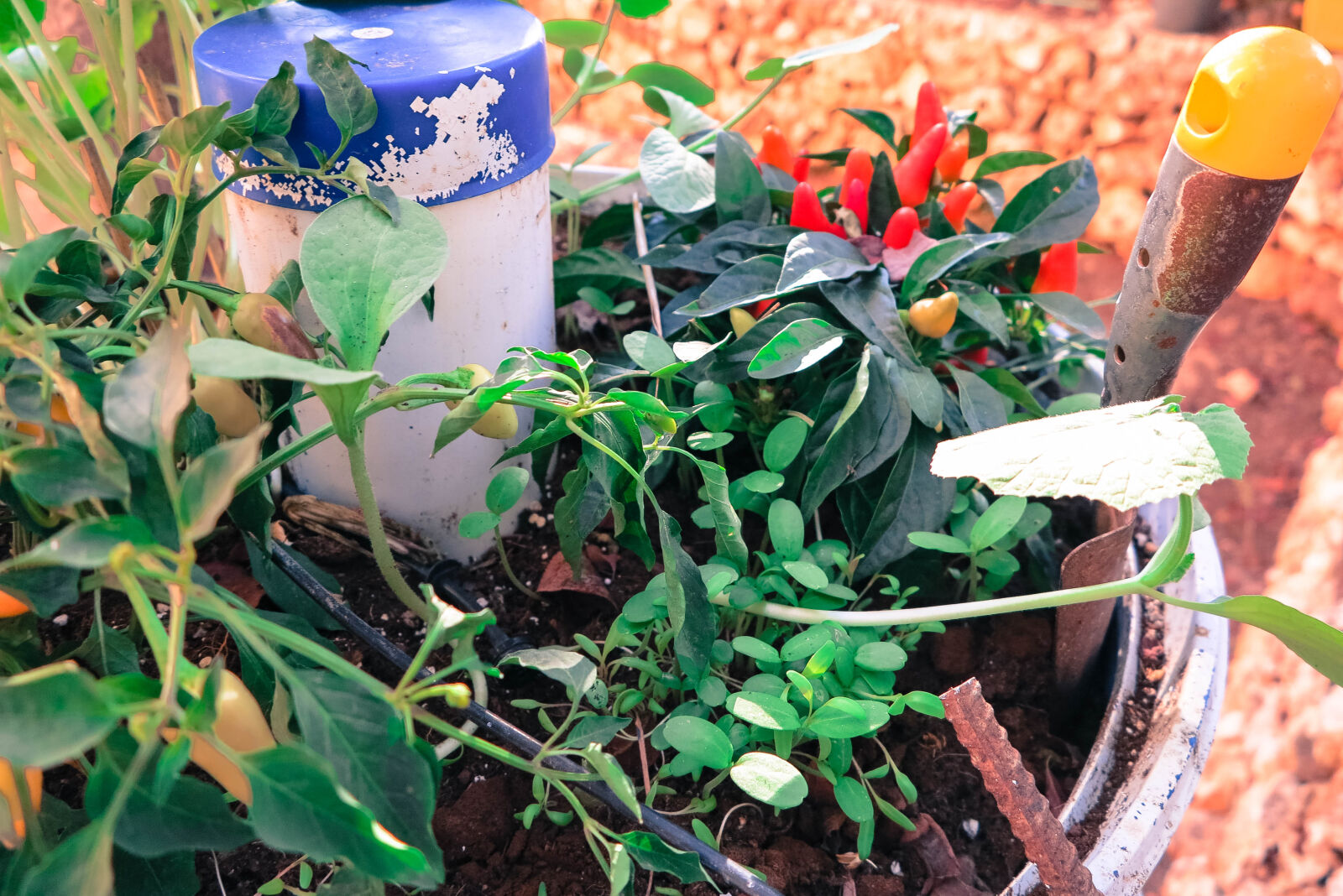 Canon PowerShot G1 X sample photo. Chili, pepper, earth, garden photography