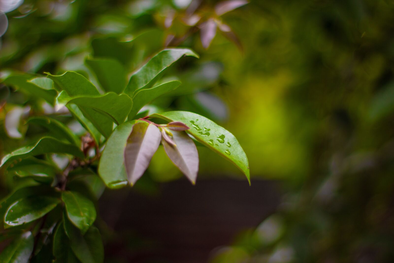 Canon EOS 1300D (EOS Rebel T6 / EOS Kiss X80) sample photo. Nature, gree, leaf photography