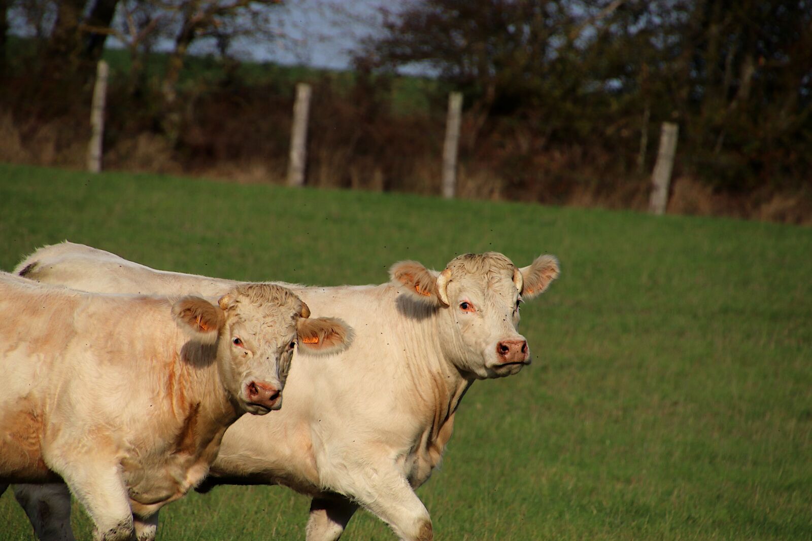 Canon EOS 800D (EOS Rebel T7i / EOS Kiss X9i) sample photo. Cows, ruminants, mammals photography