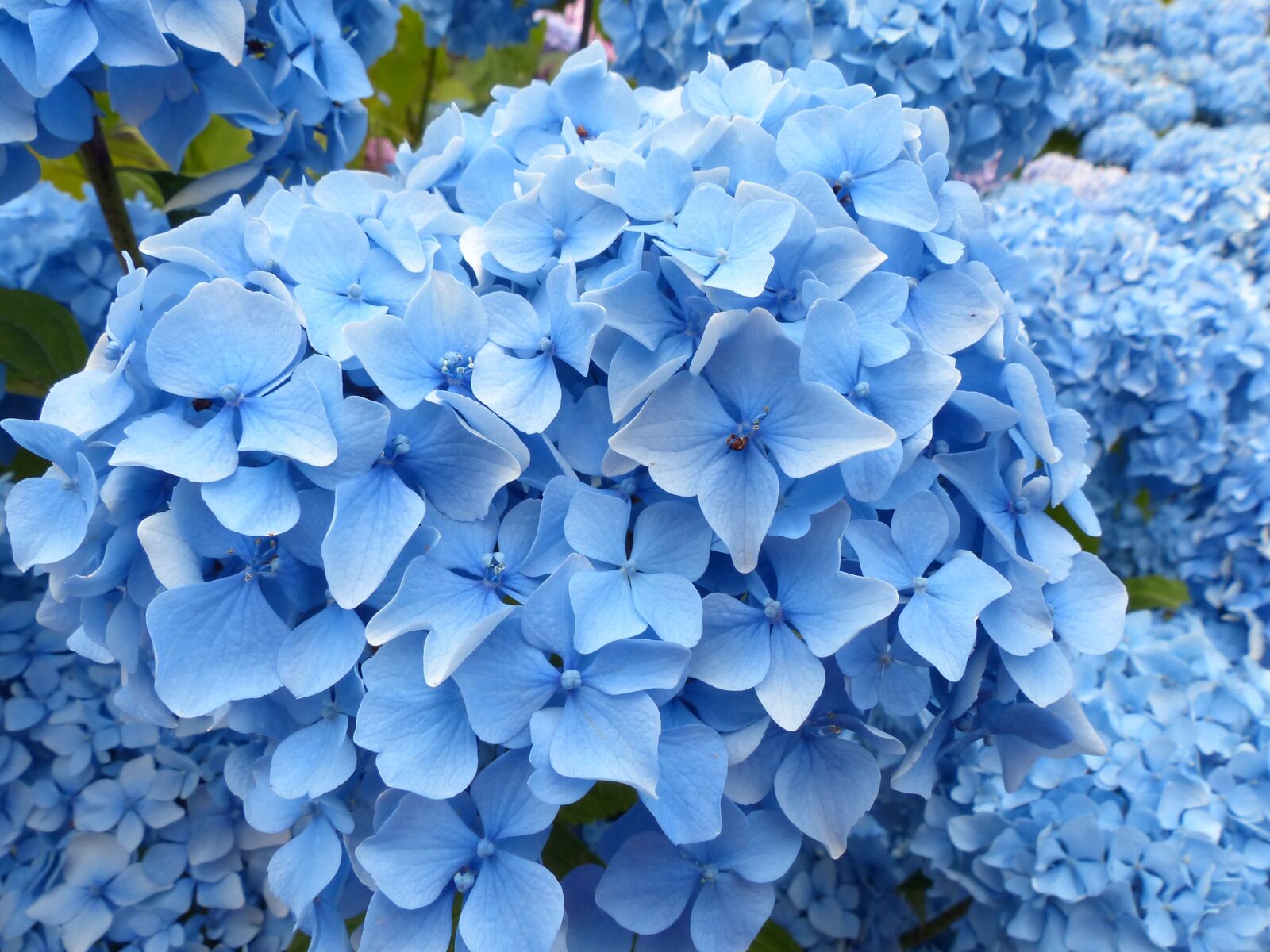 Panasonic Lumix DMC-FZ200 sample photo. Hydrangea, blue, flower photography