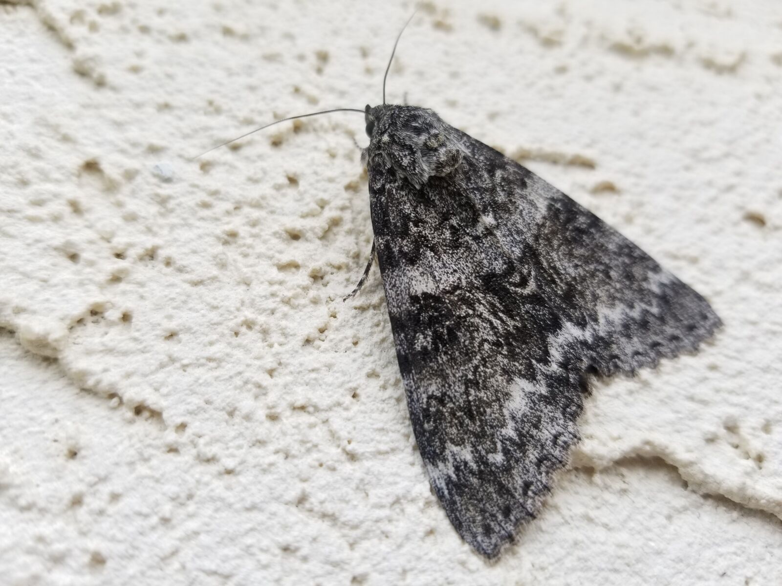 Samsung Galaxy S8+ sample photo. Moth, insect, bug photography