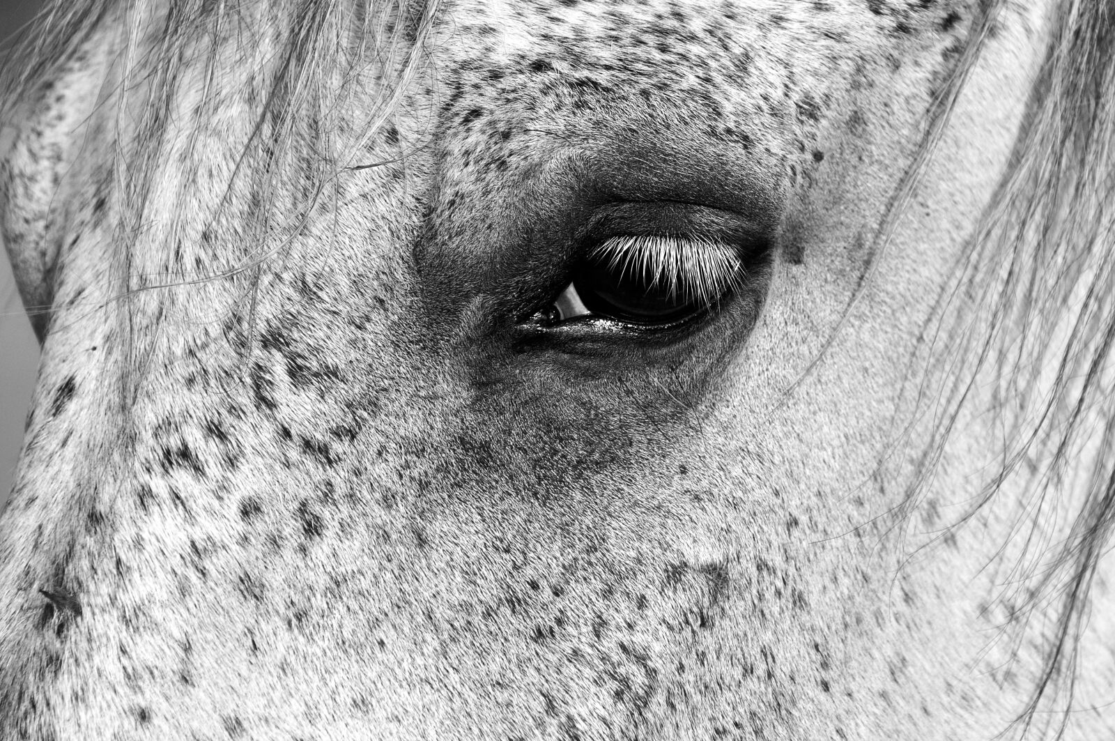 Nikon D90 sample photo. A, horse, mare photography