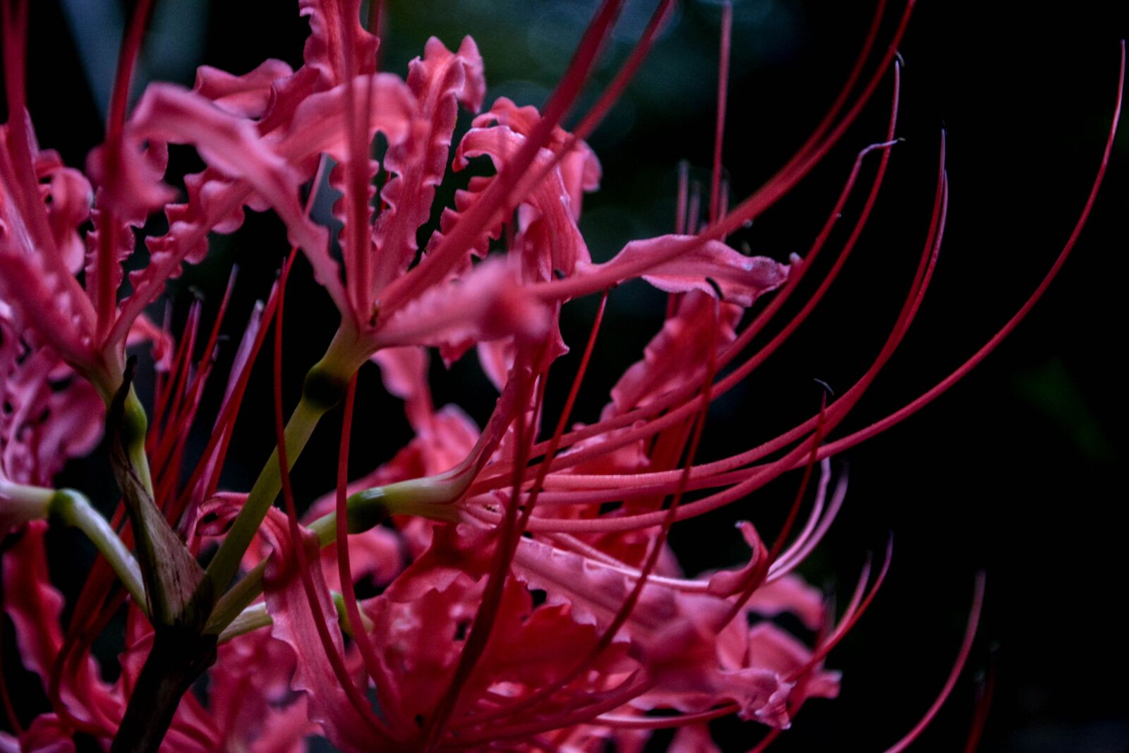 Nikon D5200 sample photo. Spider lily, amaryllidaceae, ヒバンバナ photography