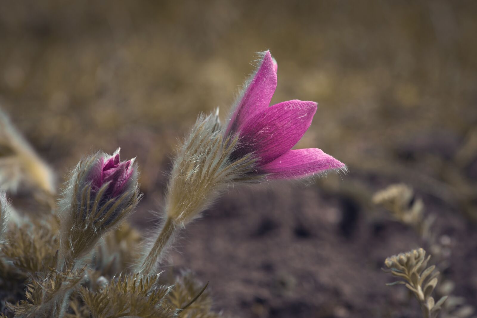Nikon D750 sample photo. Anemone, flower, blossom photography