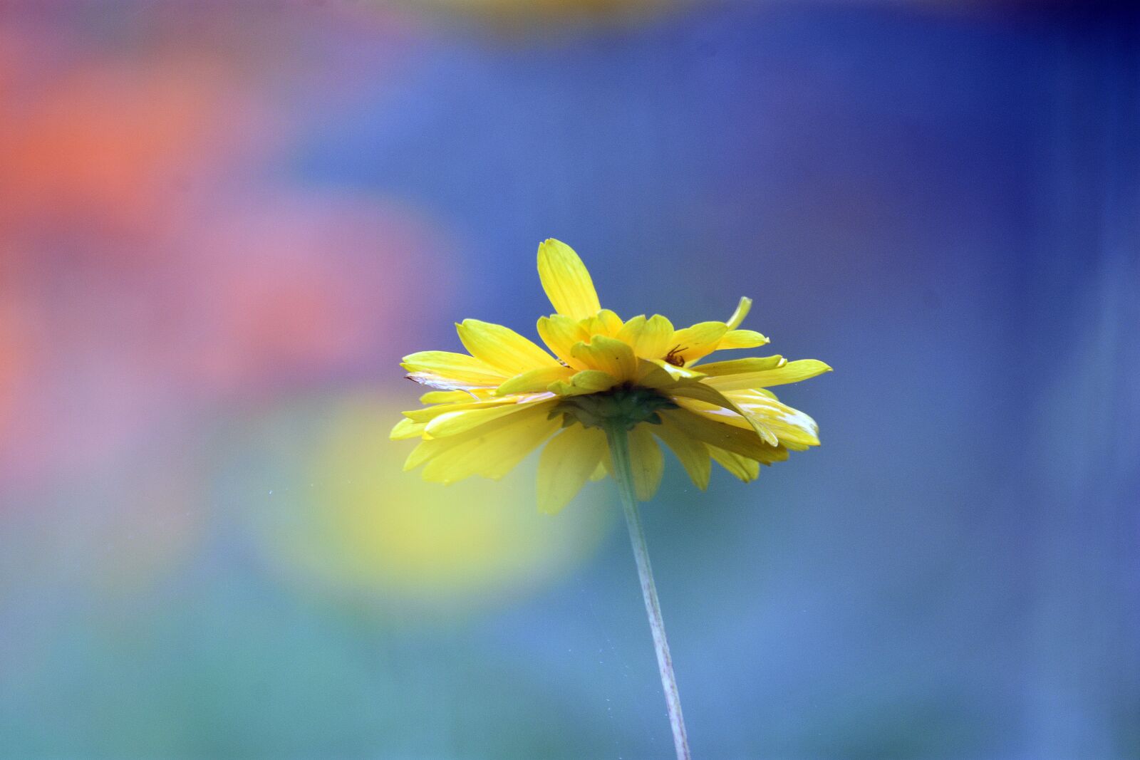 Nikon D3400 sample photo. Flower, flowers, summer photography