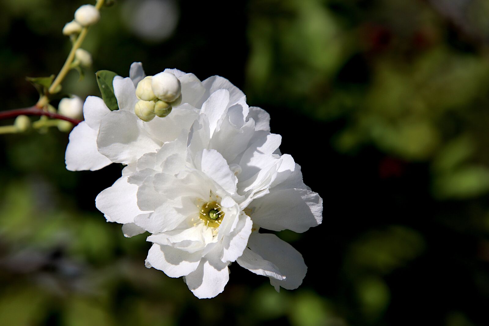 Canon EOS 800D (EOS Rebel T7i / EOS Kiss X9i) sample photo. Flower, white color, fruit photography