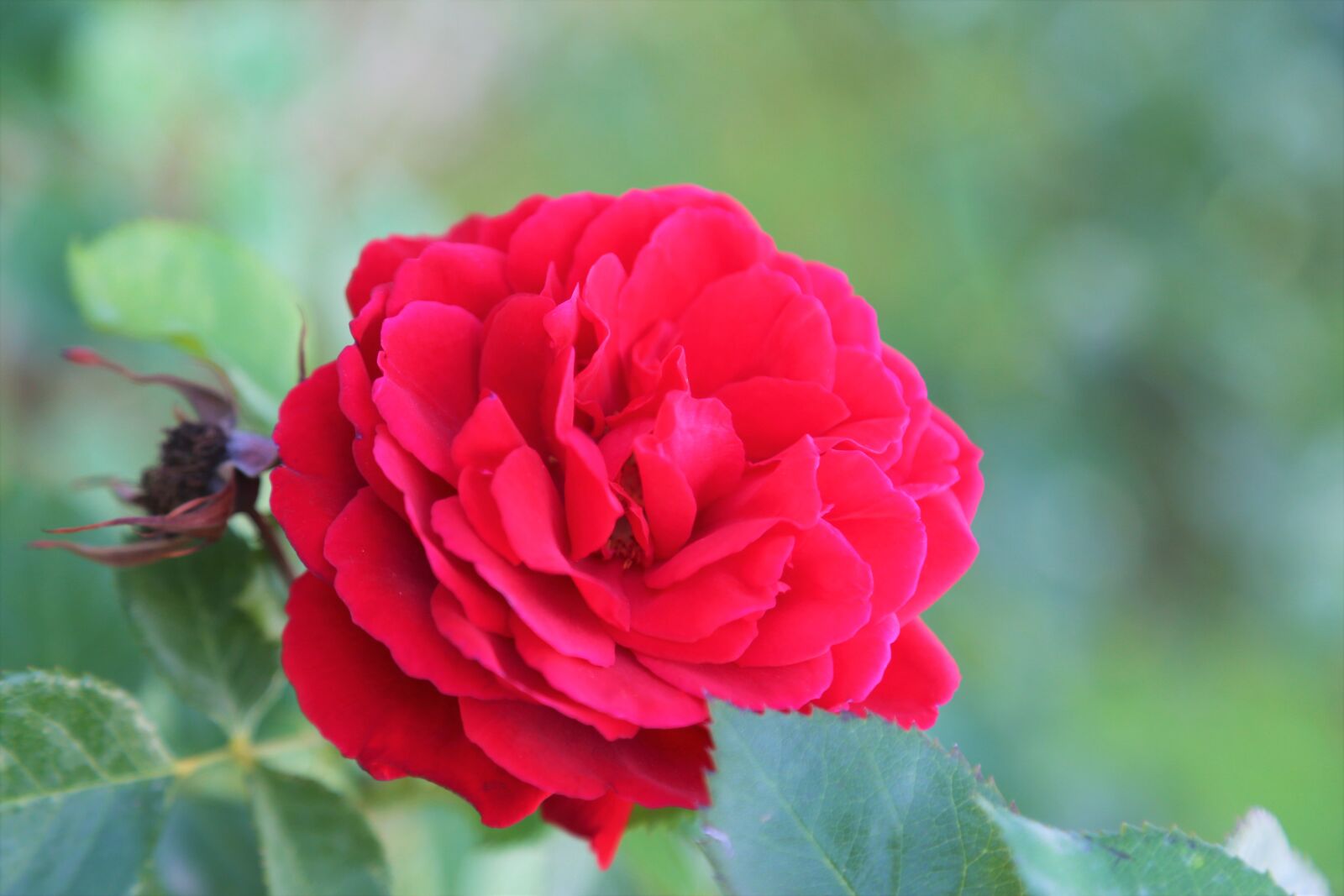 Canon EOS 5D Mark III sample photo. Rose, red, flower photography