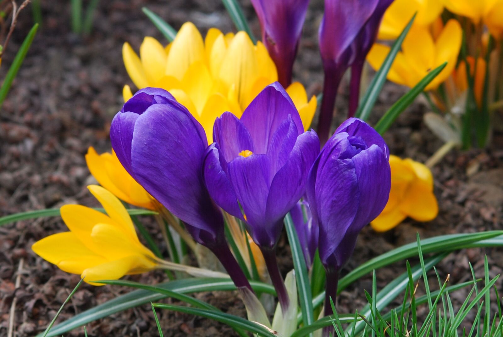 Nikon D80 sample photo. Flower, crocus, violet photography