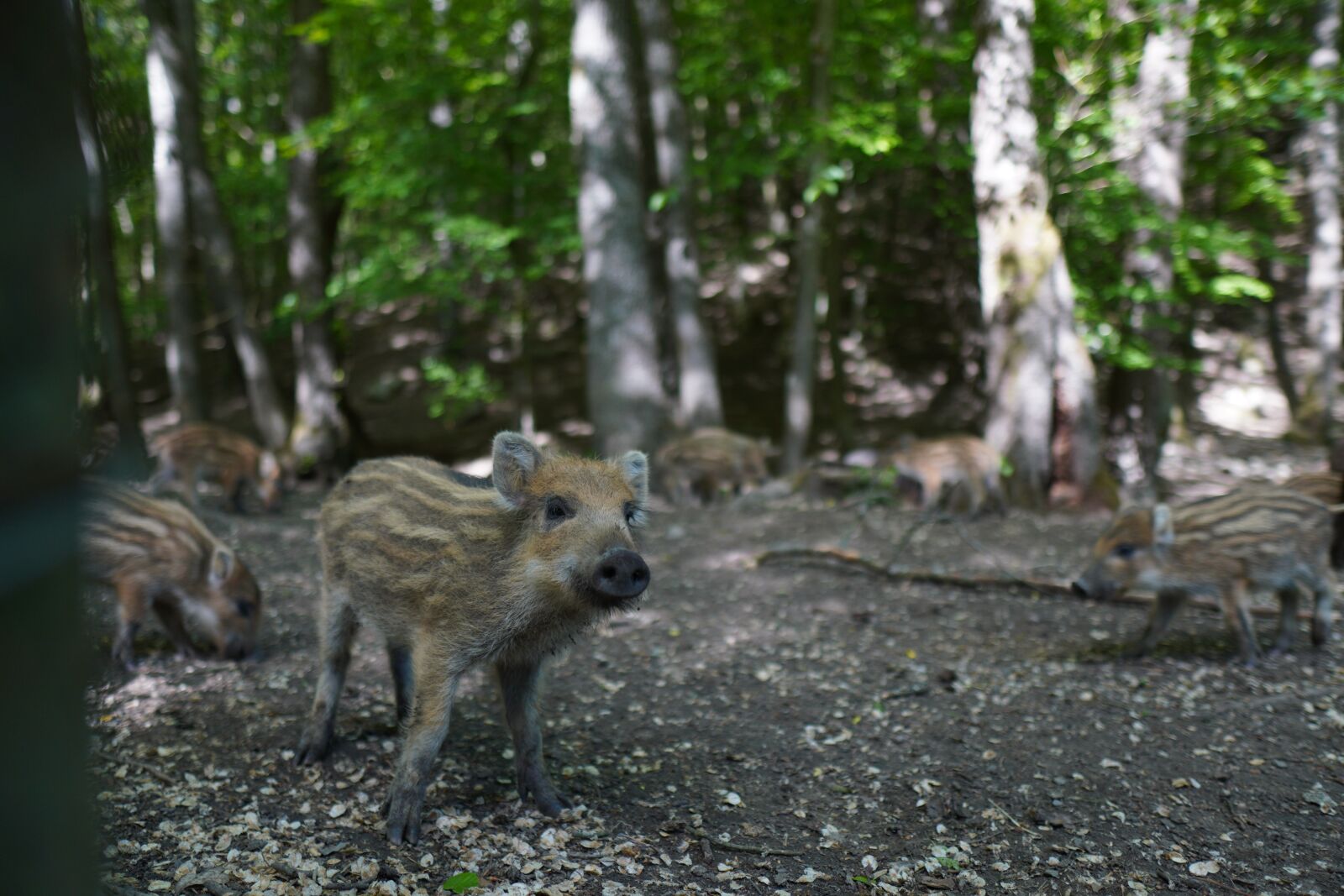 Sony a6400 + Sigma 16mm F1.4 DC DN | C sample photo. Wild boar, pig, sows photography