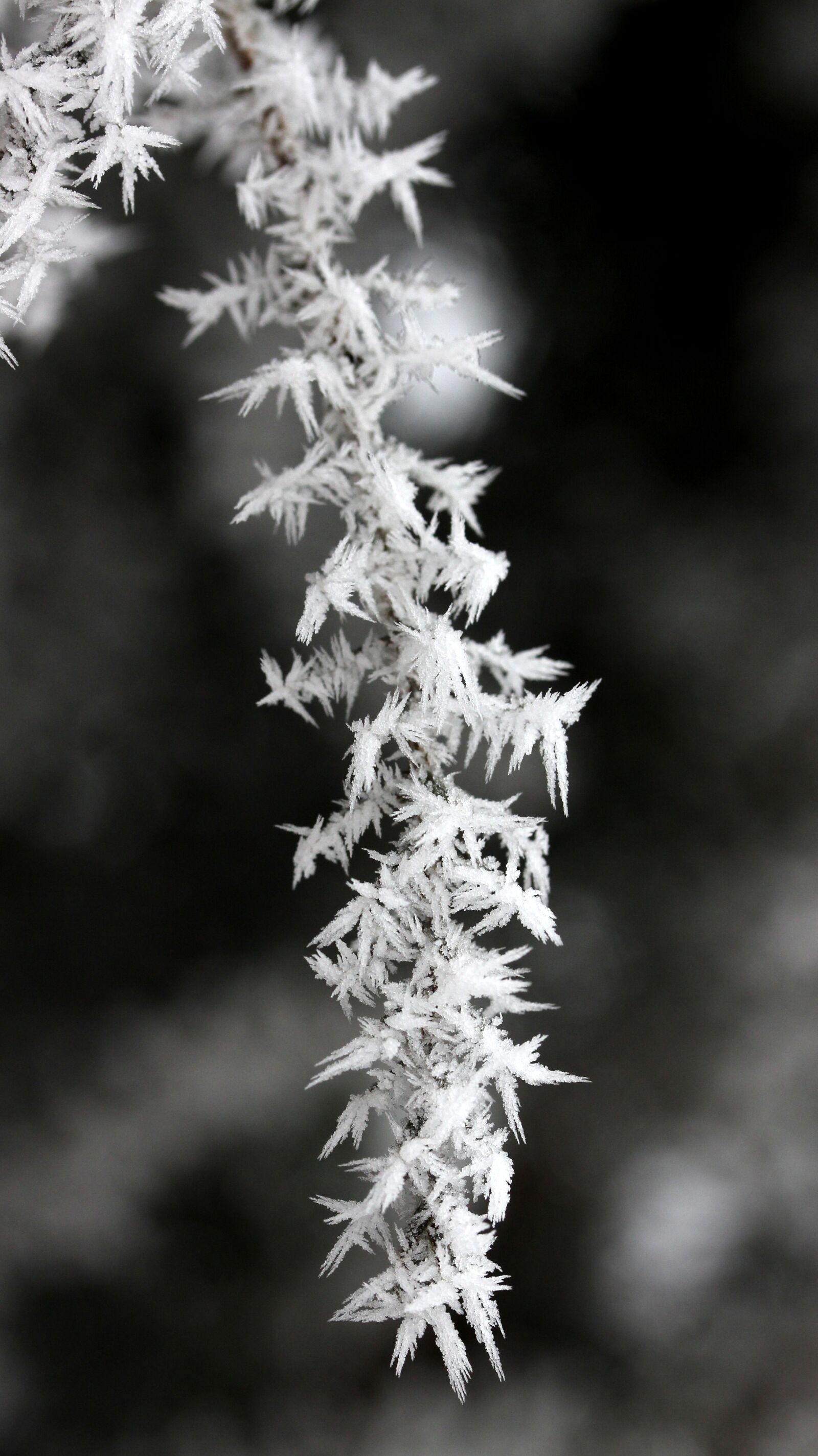 Canon EF-S 60mm F2.8 Macro USM sample photo. Plant, frozen, rime photography