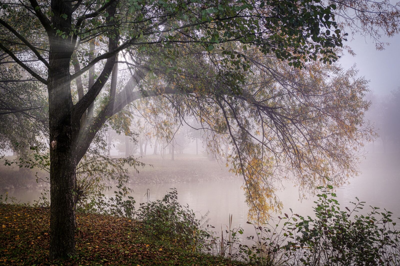 Panasonic Lumix DC-G90 (Lumix DC-G91) sample photo. Fog, landscape, pond photography