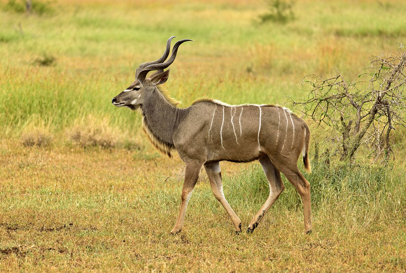 Nikon D750 sample photo. Kudu, male, stripes photography