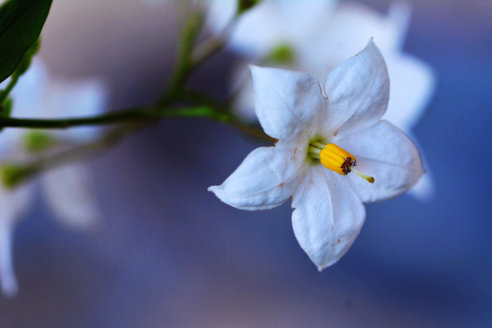 Nikon D5200 sample photo. Flower, nature, flowers photography