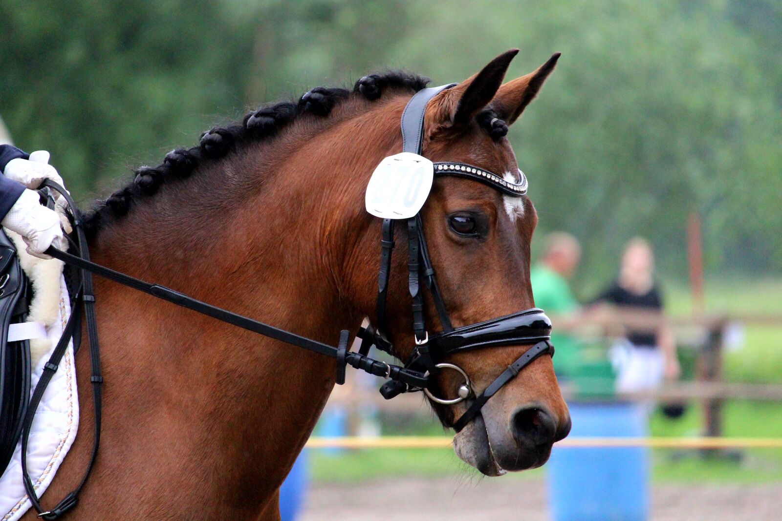 Canon EOS 1200D (EOS Rebel T5 / EOS Kiss X70 / EOS Hi) sample photo. Horse, horse head, ride photography