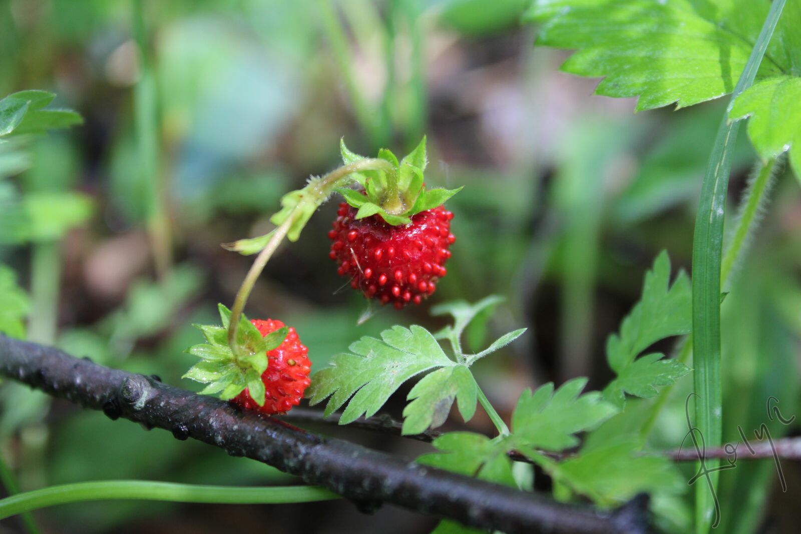 Canon EOS 550D (EOS Rebel T2i / EOS Kiss X4) sample photo. Wild strawberries, nature, strawberry photography