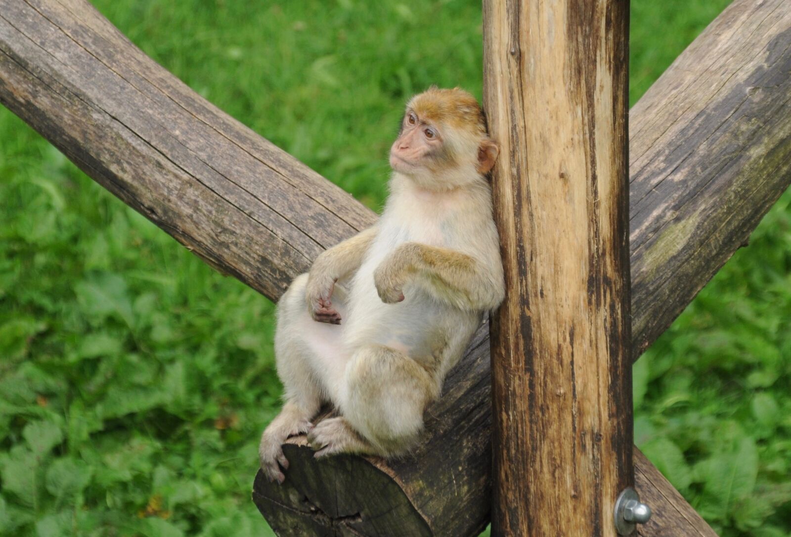 Nikon D5000 sample photo. Zoo, monkey, observing photography