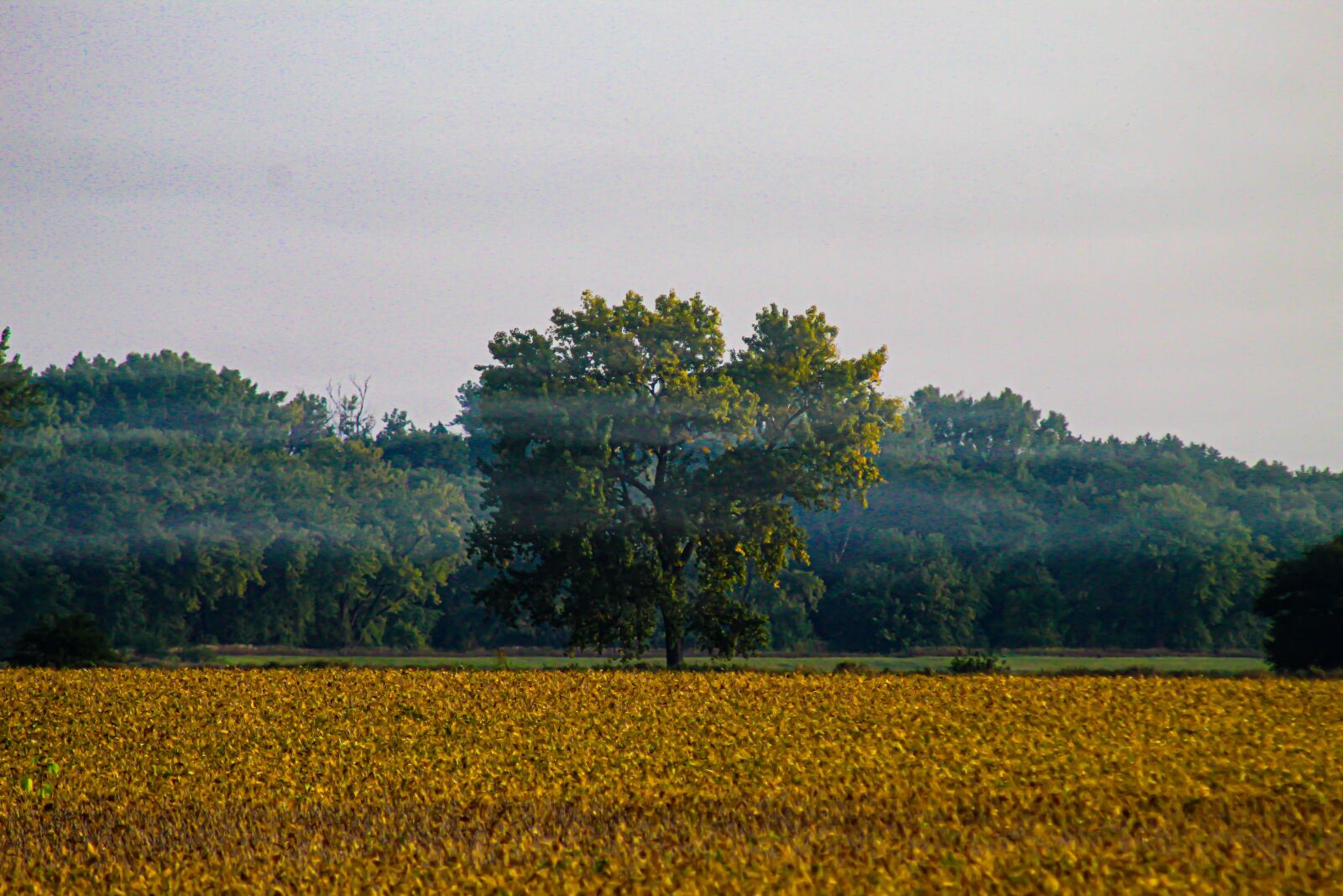 EF75-300mm f/4-5.6 sample photo. Fog, tree, nature photography