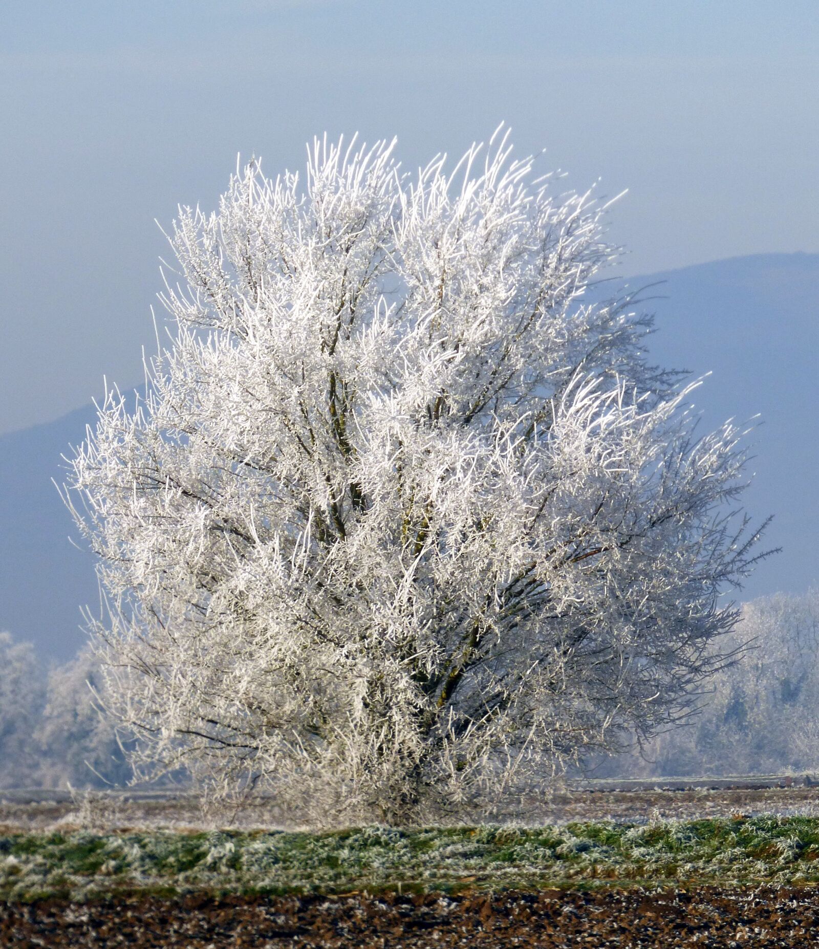 Panasonic DMC-FZ72 sample photo. Tree, frozen, winter photography