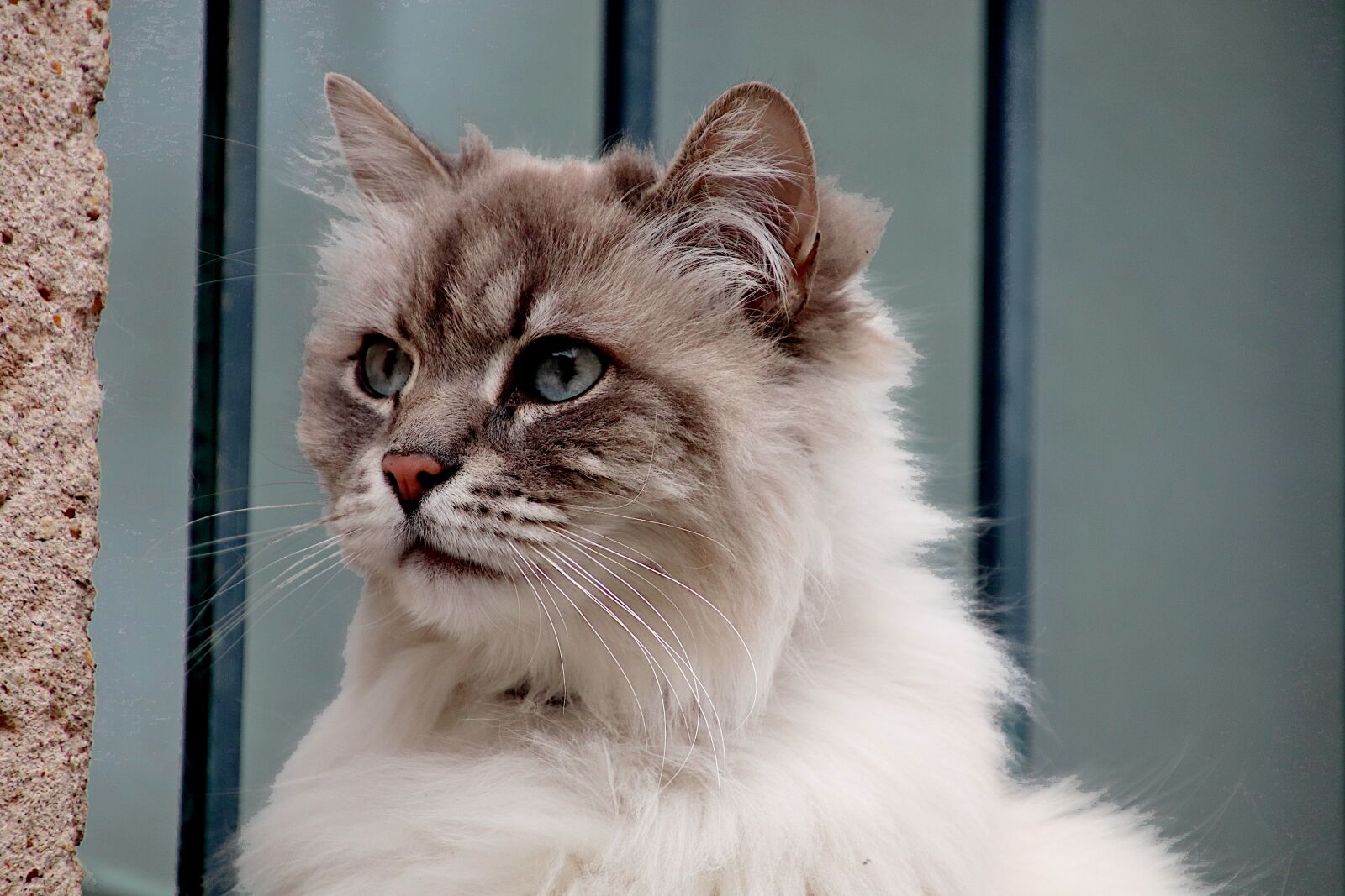 Canon EOS 800D (EOS Rebel T7i / EOS Kiss X9i) sample photo. Cats, cats angora, felines photography