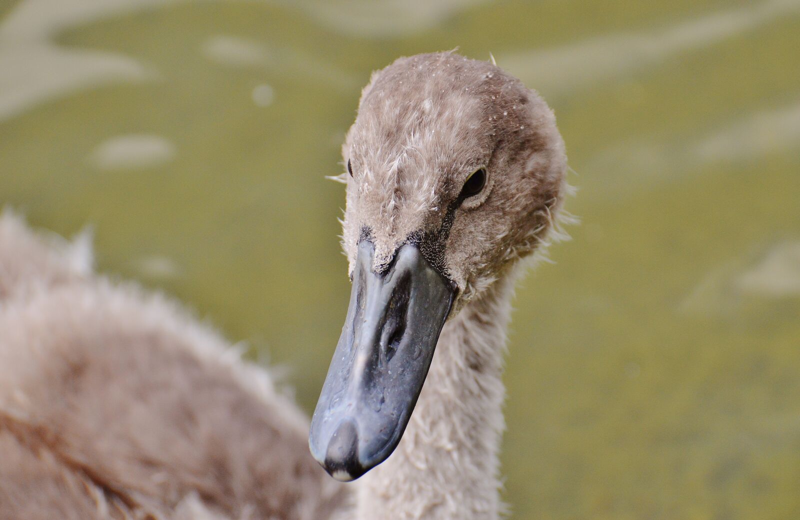 Nikon D3200 sample photo. Swan, young animal, bird photography
