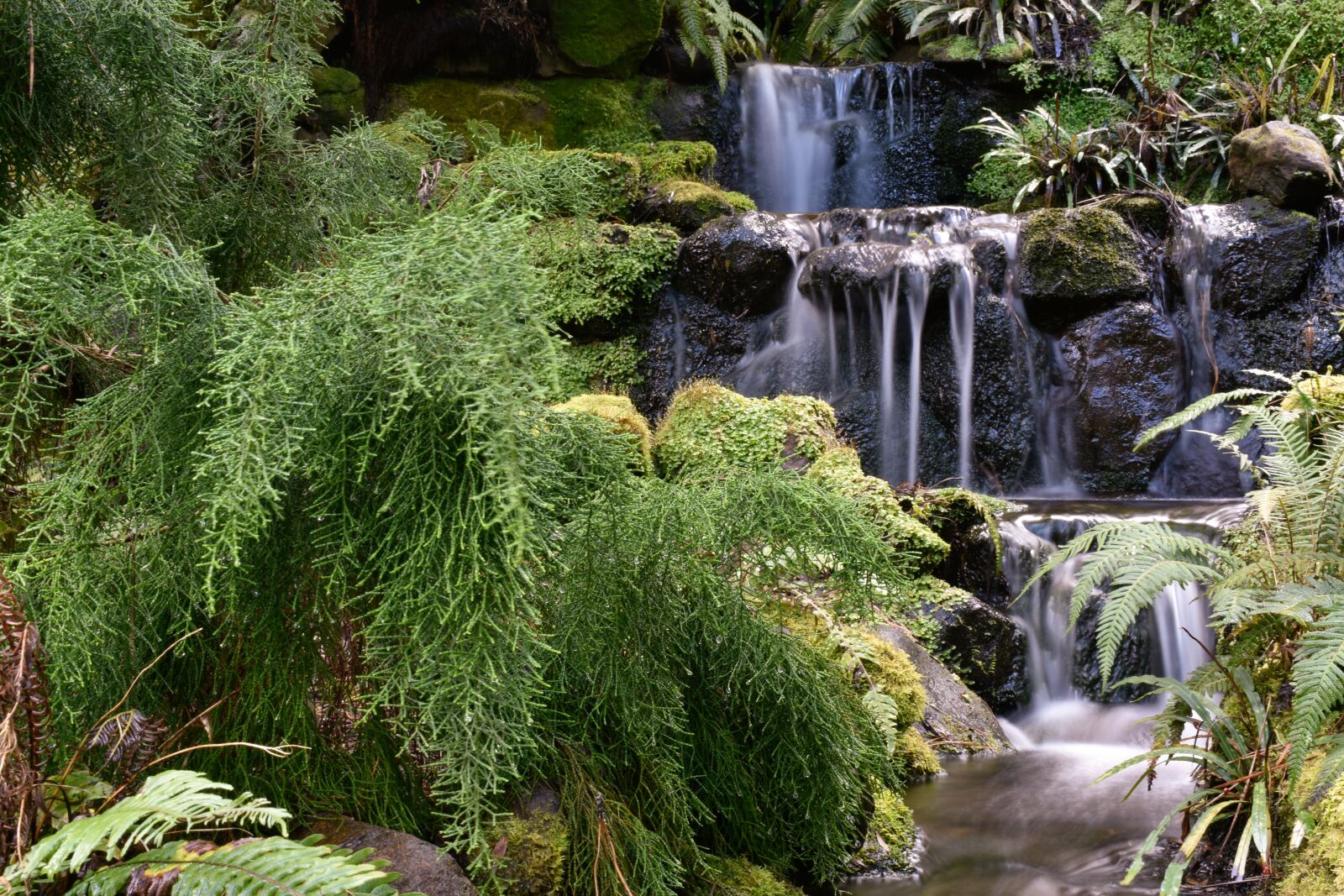 Nikon D3400 sample photo. Water, ferns, nature photography
