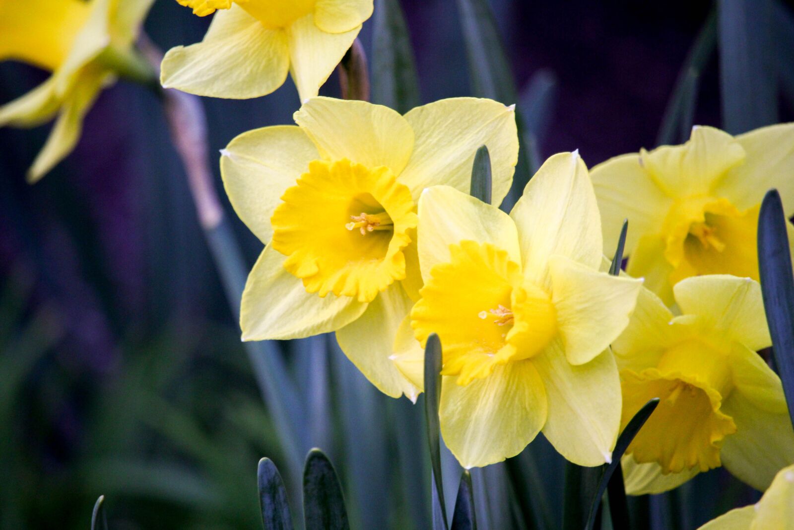 Canon EOS 700D (EOS Rebel T5i / EOS Kiss X7i) sample photo. Daffodil, narcissus, flower photography