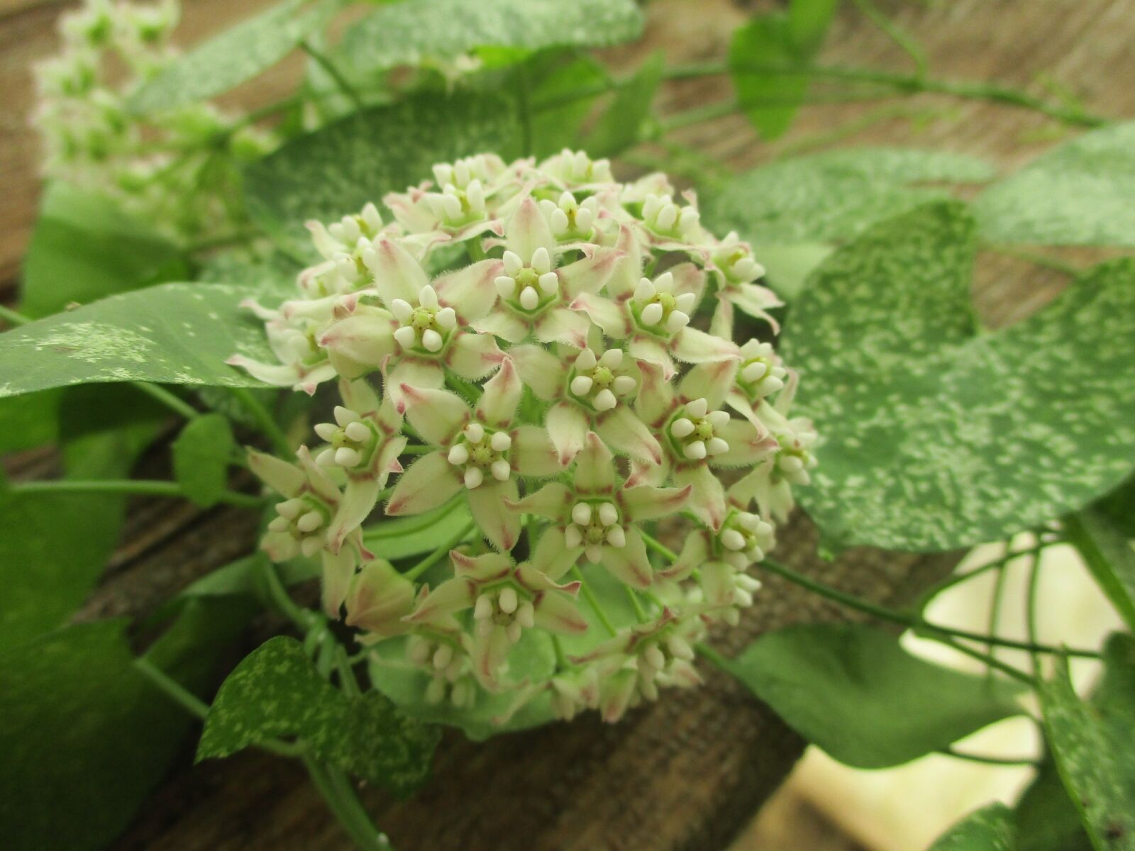 Canon PowerShot ELPH 180 (IXUS 175 / IXY 180) sample photo. Native vine, flower, vine photography