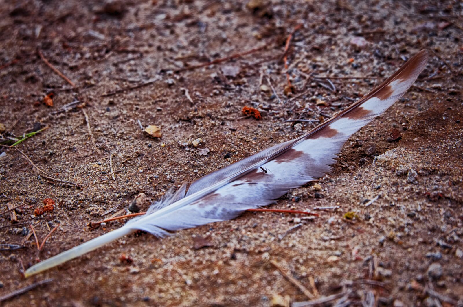 Fujifilm X-A2 sample photo. Feather, plumage, ground photography