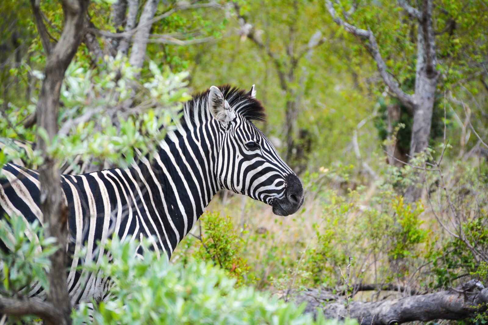 Nikon D5200 sample photo. Zebra, africa, wild animal photography