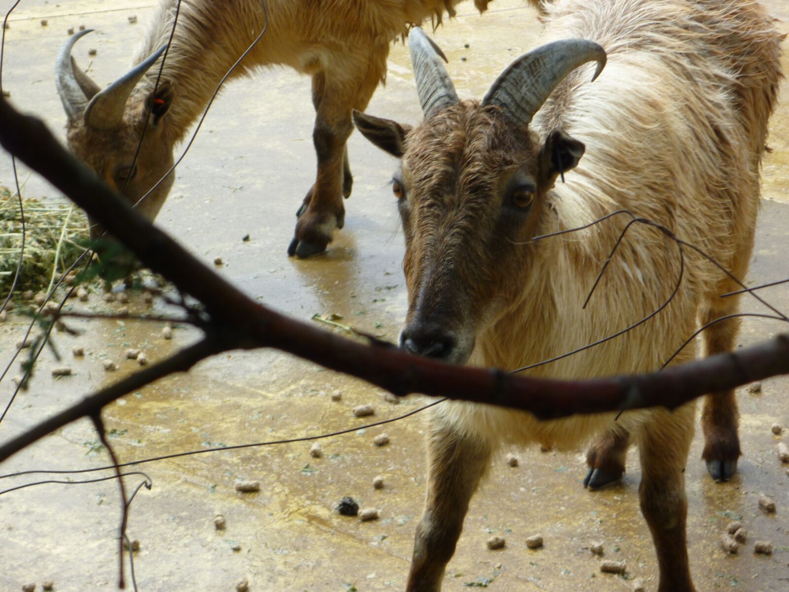 Panasonic DMC-FT1 sample photo. "Goat, toronga, zoo" photography