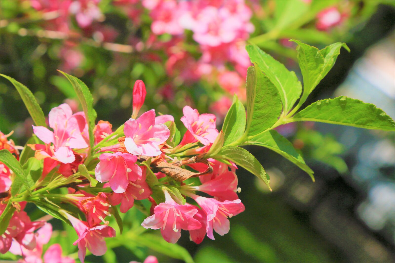Canon EF 24-105mm F4L IS USM sample photo. Flowers, spring, nature photography
