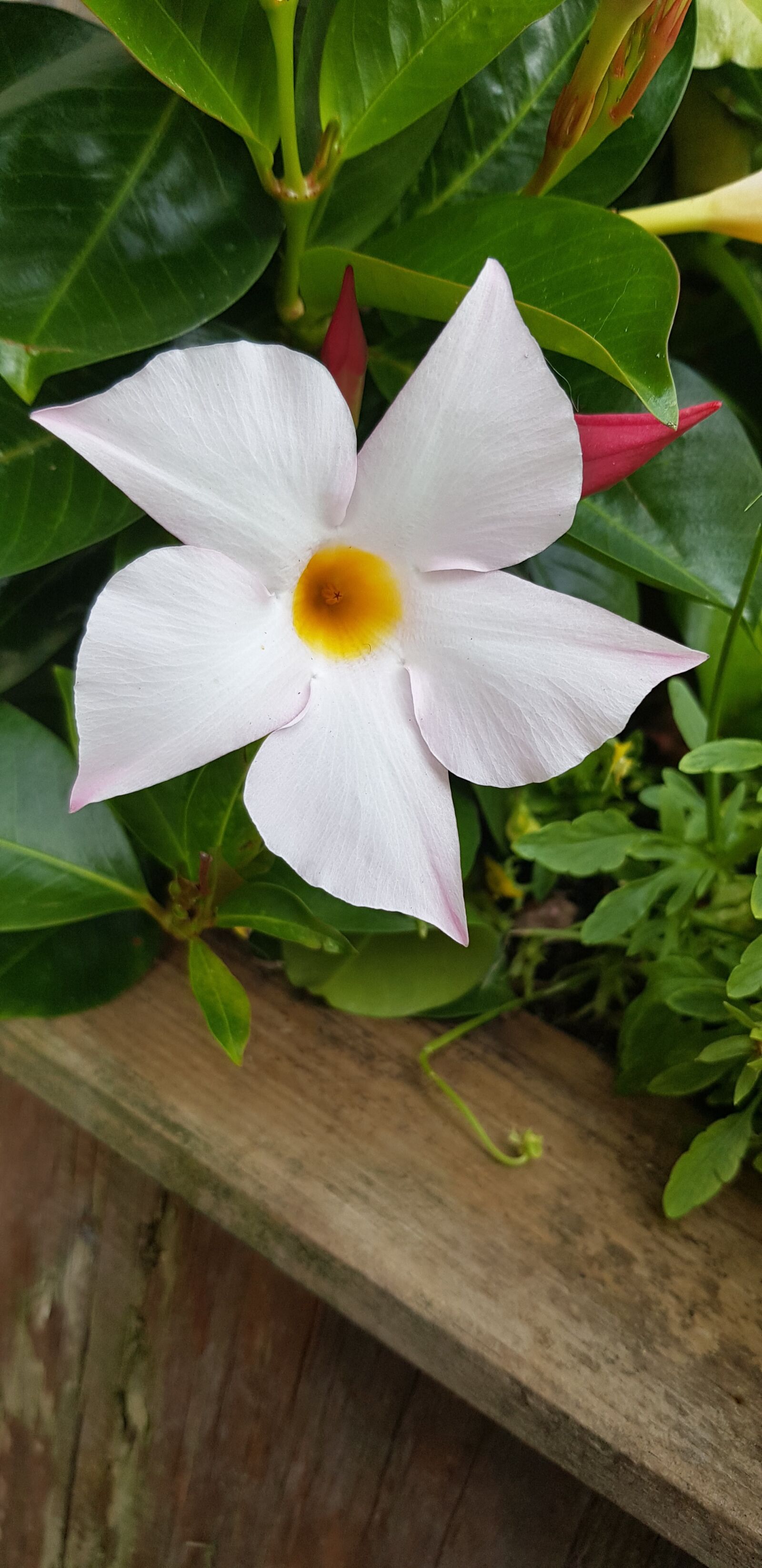 Samsung Galaxy S8 sample photo. Summer flowering, garden plant photography