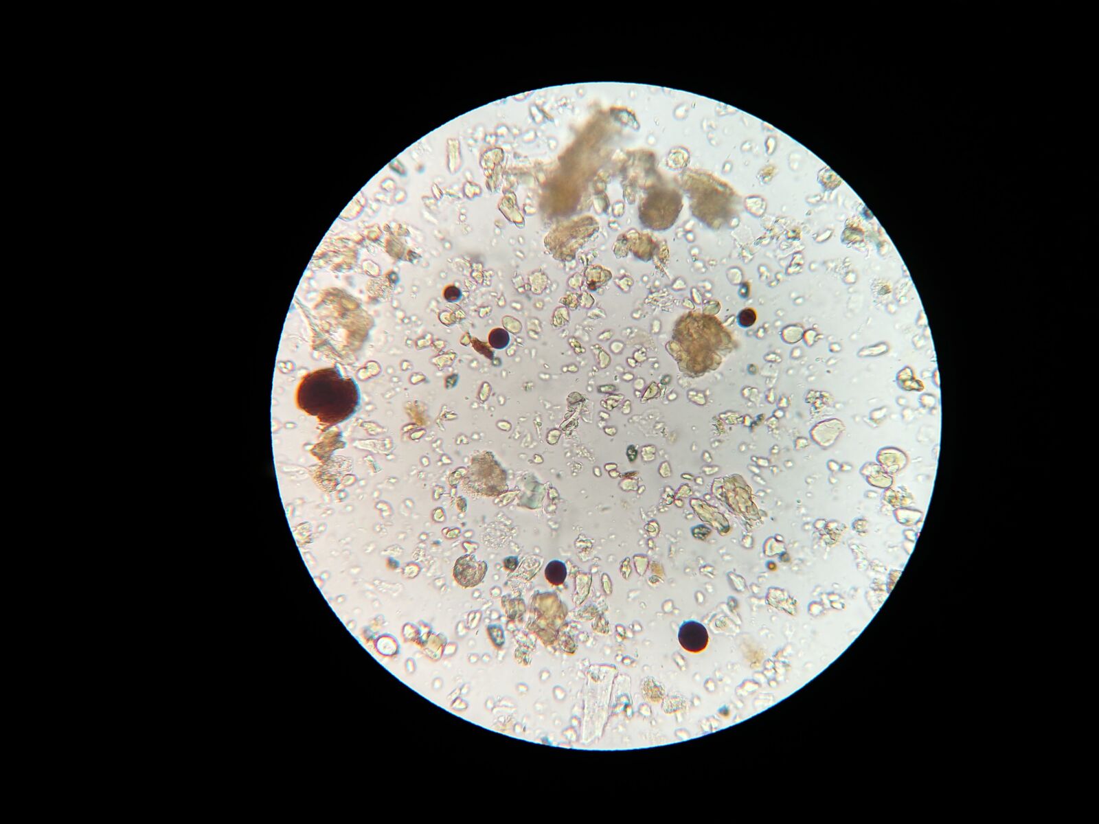 Motorola Droid Turbo sample photo. Soil microbes, microscope, soil photography