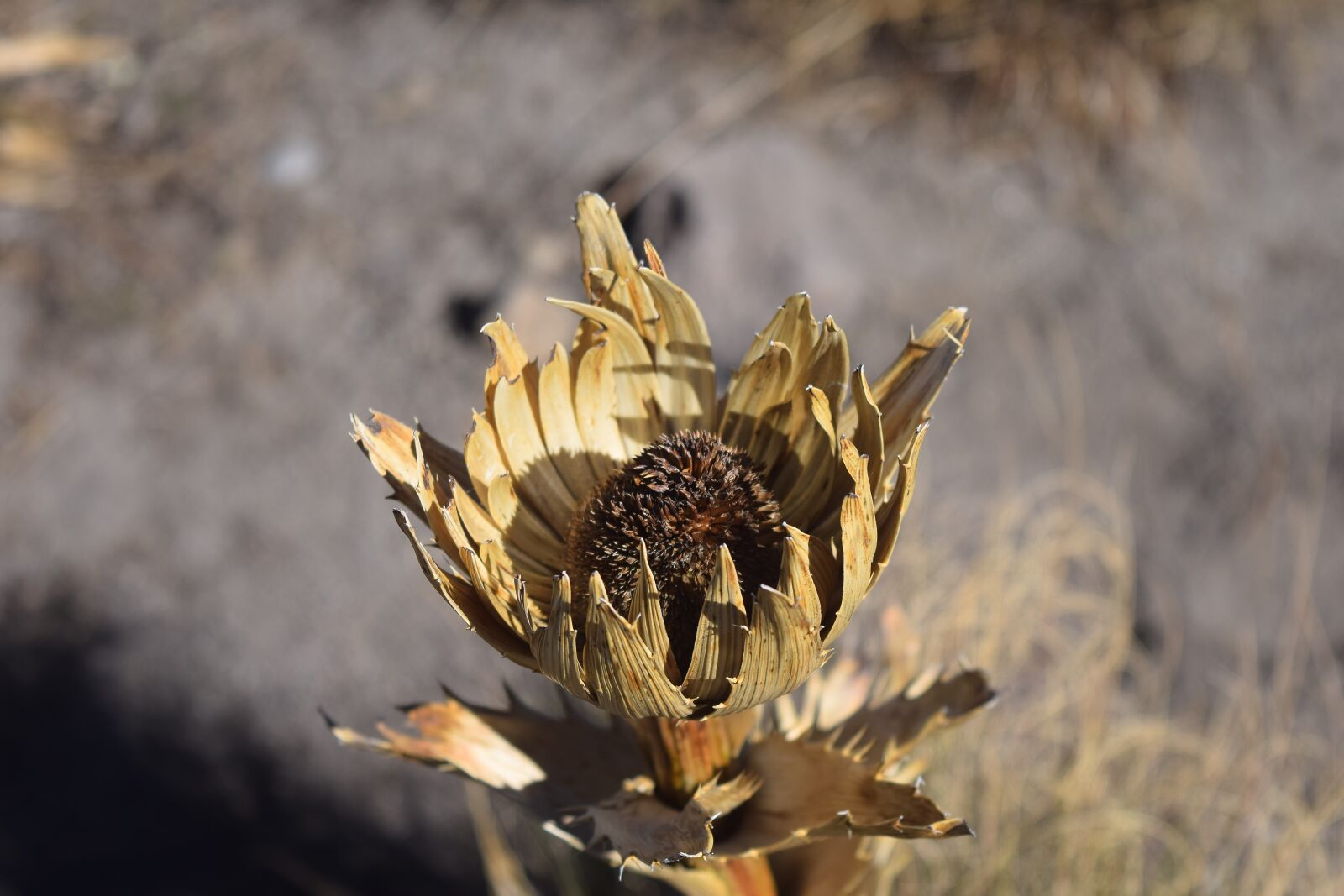 Nikon D3300 sample photo. Flower, dry, plant photography