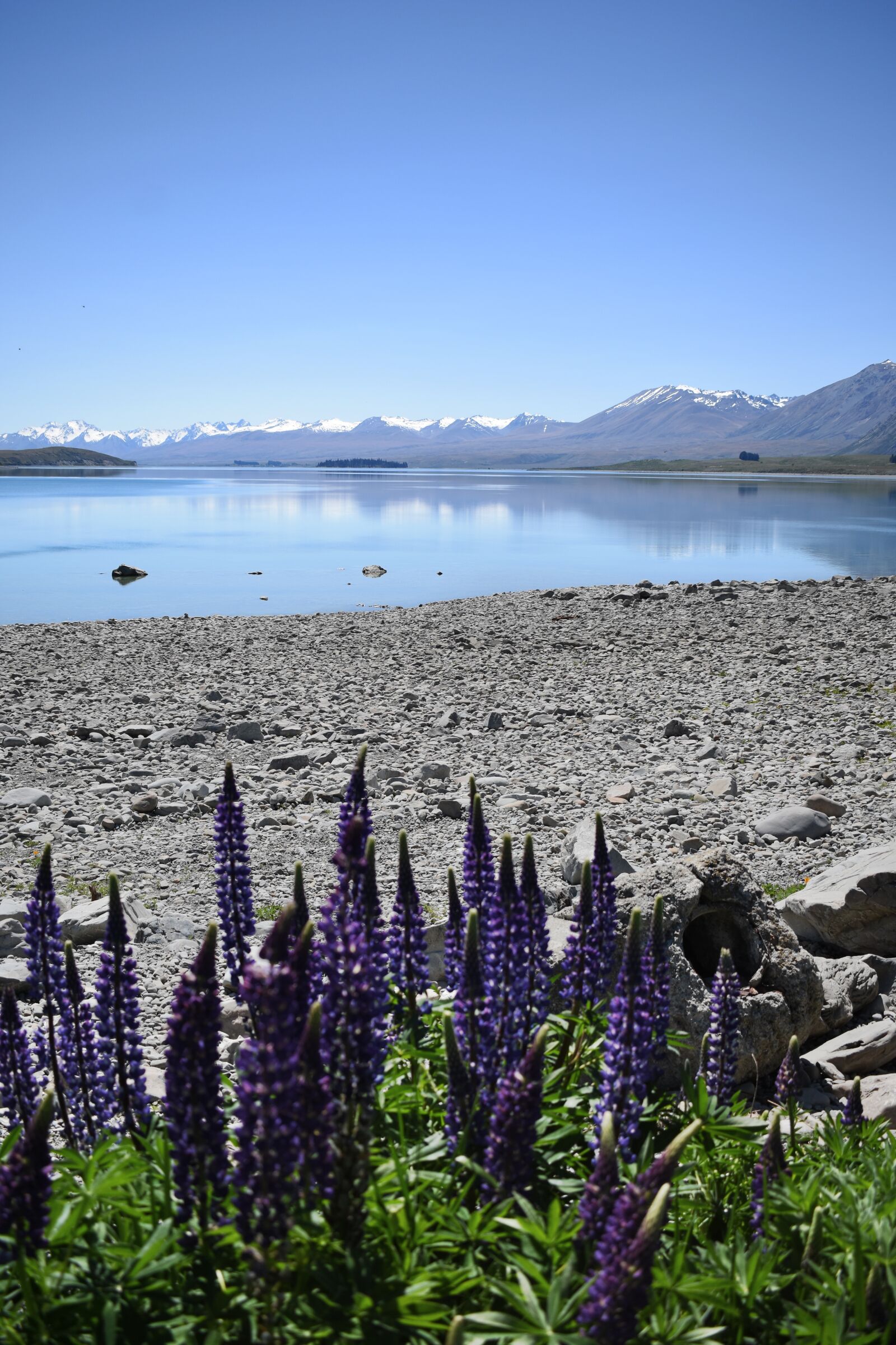 Nikon D3400 sample photo. New zealand, tekapo, lupins photography
