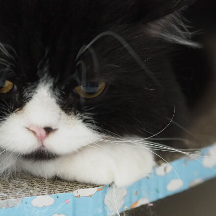 Olympus M.Zuiko Digital 45mm F1.8 sample photos - ExploreCams