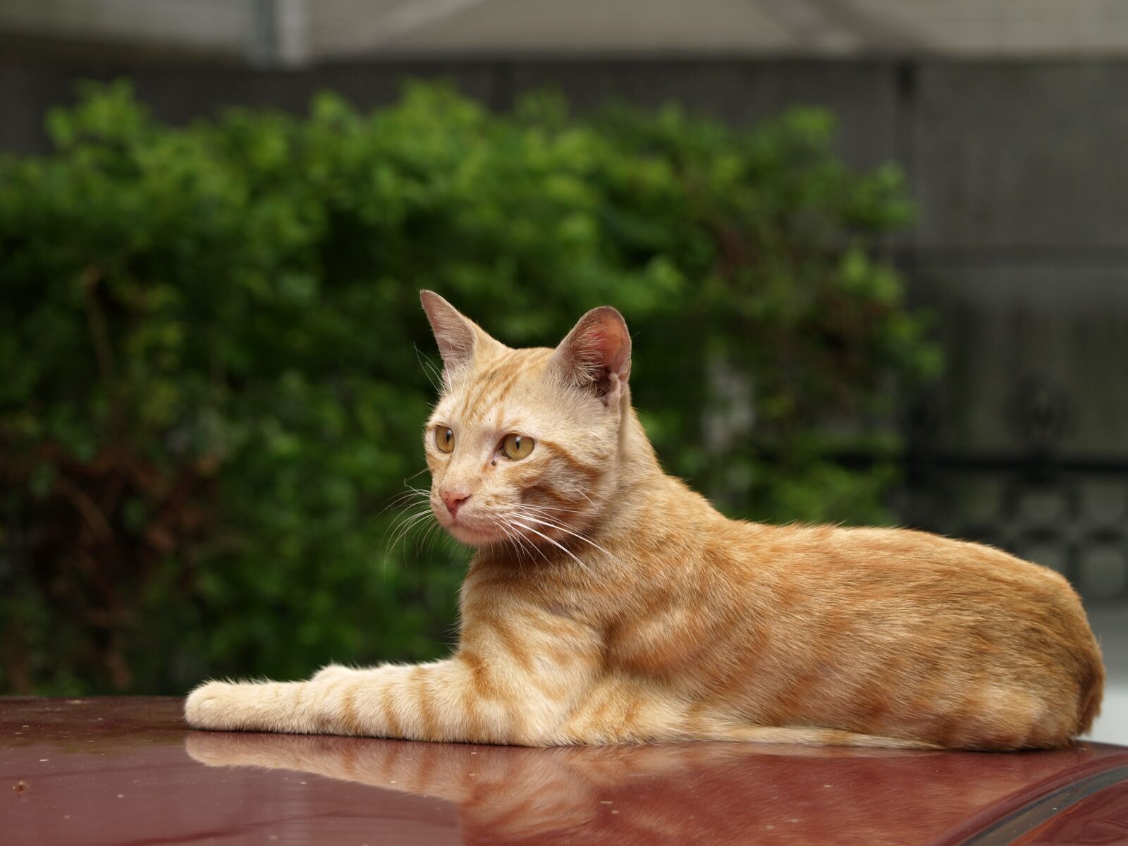 Olympus E-510 (EVOLT E-510) sample photo. Cat, roof, rest photography