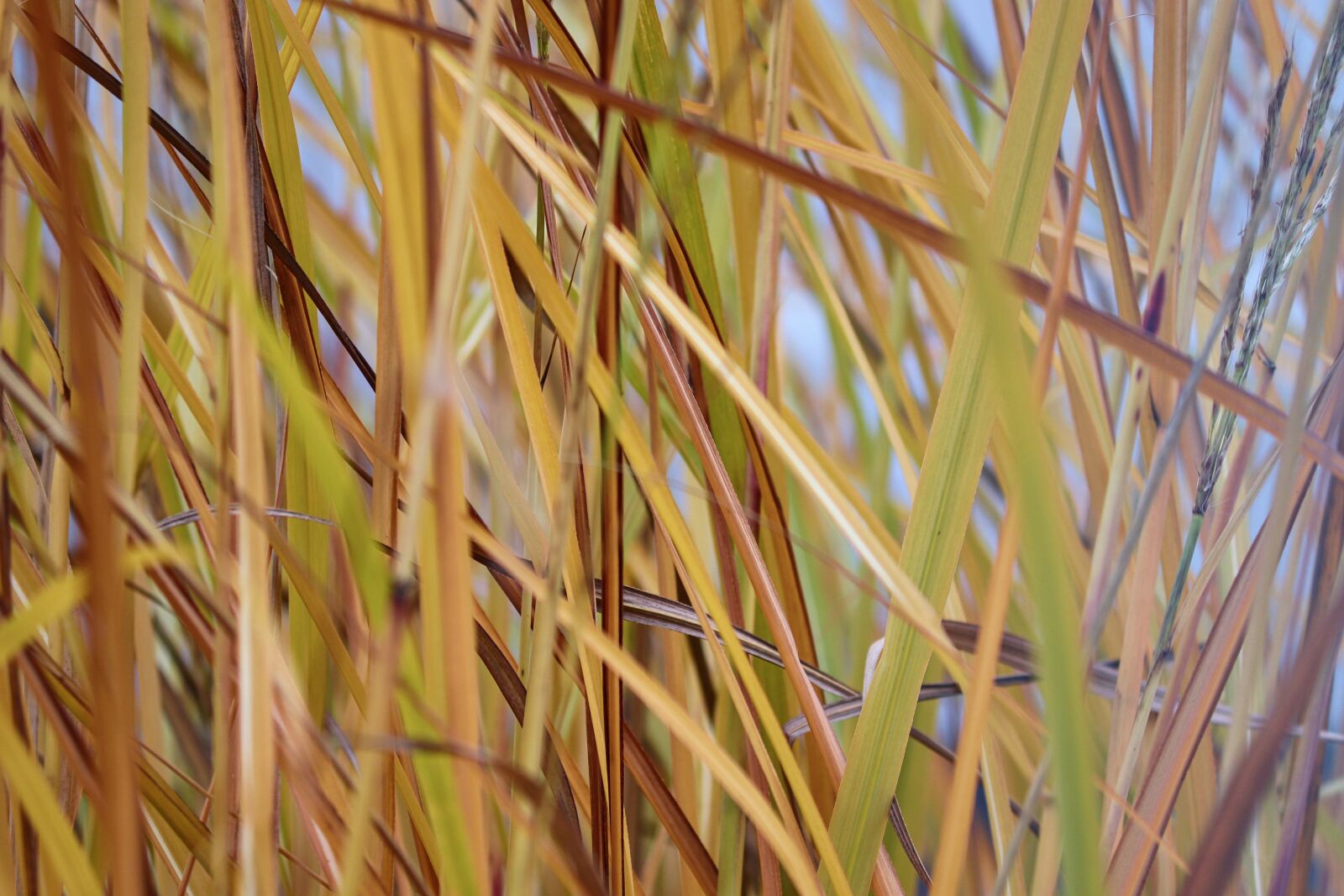Canon EOS 200D (EOS Rebel SL2 / EOS Kiss X9) sample photo. Grasses, grass, blades of photography