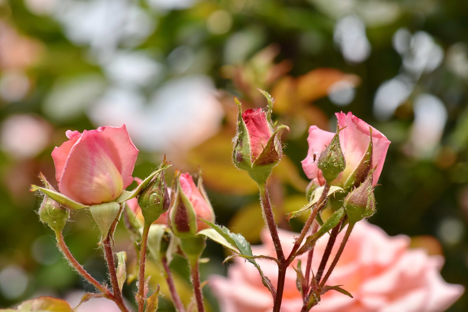 Nikon D5500 sample photo. Bug, insect, roses, pink photography