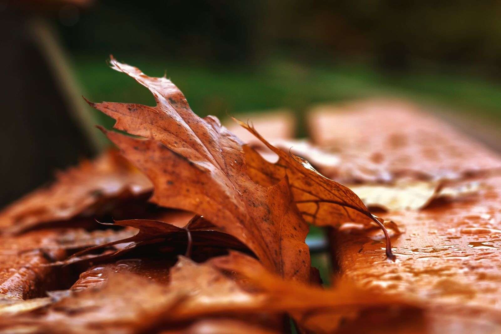 Canon EOS 1200D (EOS Rebel T5 / EOS Kiss X70 / EOS Hi) + Canon EF 50mm F1.8 STM sample photo. Autumn, rain, wet photography