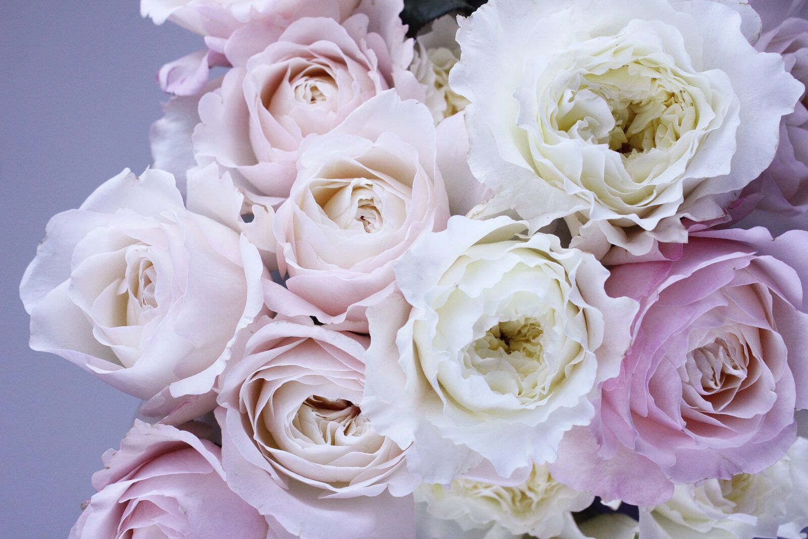 Canon EOS 600D (Rebel EOS T3i / EOS Kiss X5) sample photo. Flower, flower roses, garden photography