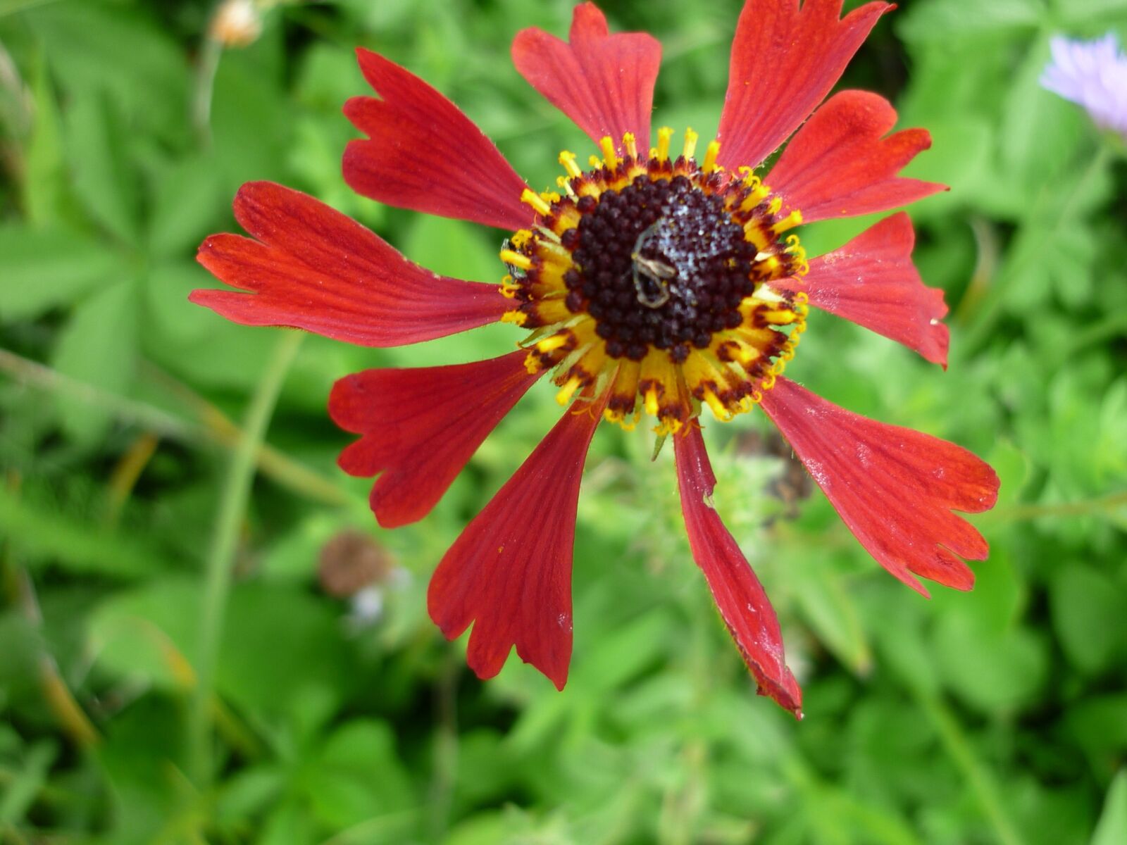 Panasonic Lumix DMC-FS6 sample photo. Flower, composites, red photography