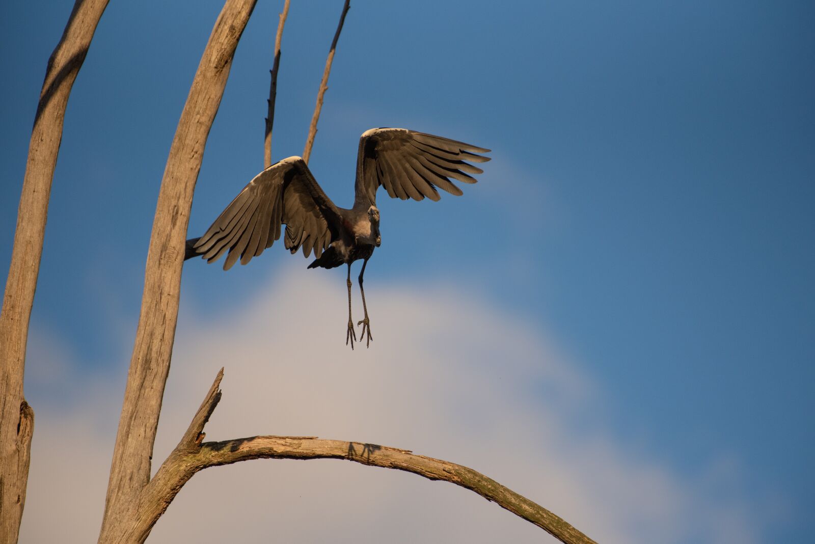 Nikon D750 sample photo. White necked heron, pacific photography