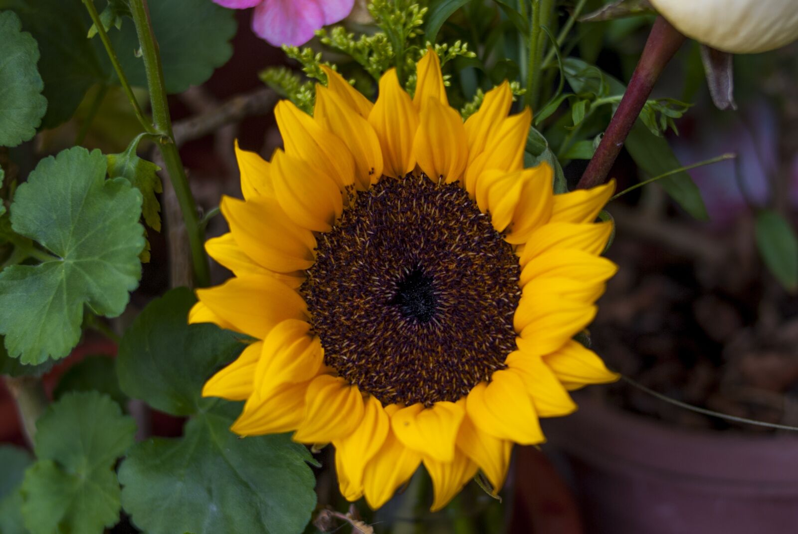 Nikon D60 sample photo. Sunflower, plant, flower photography