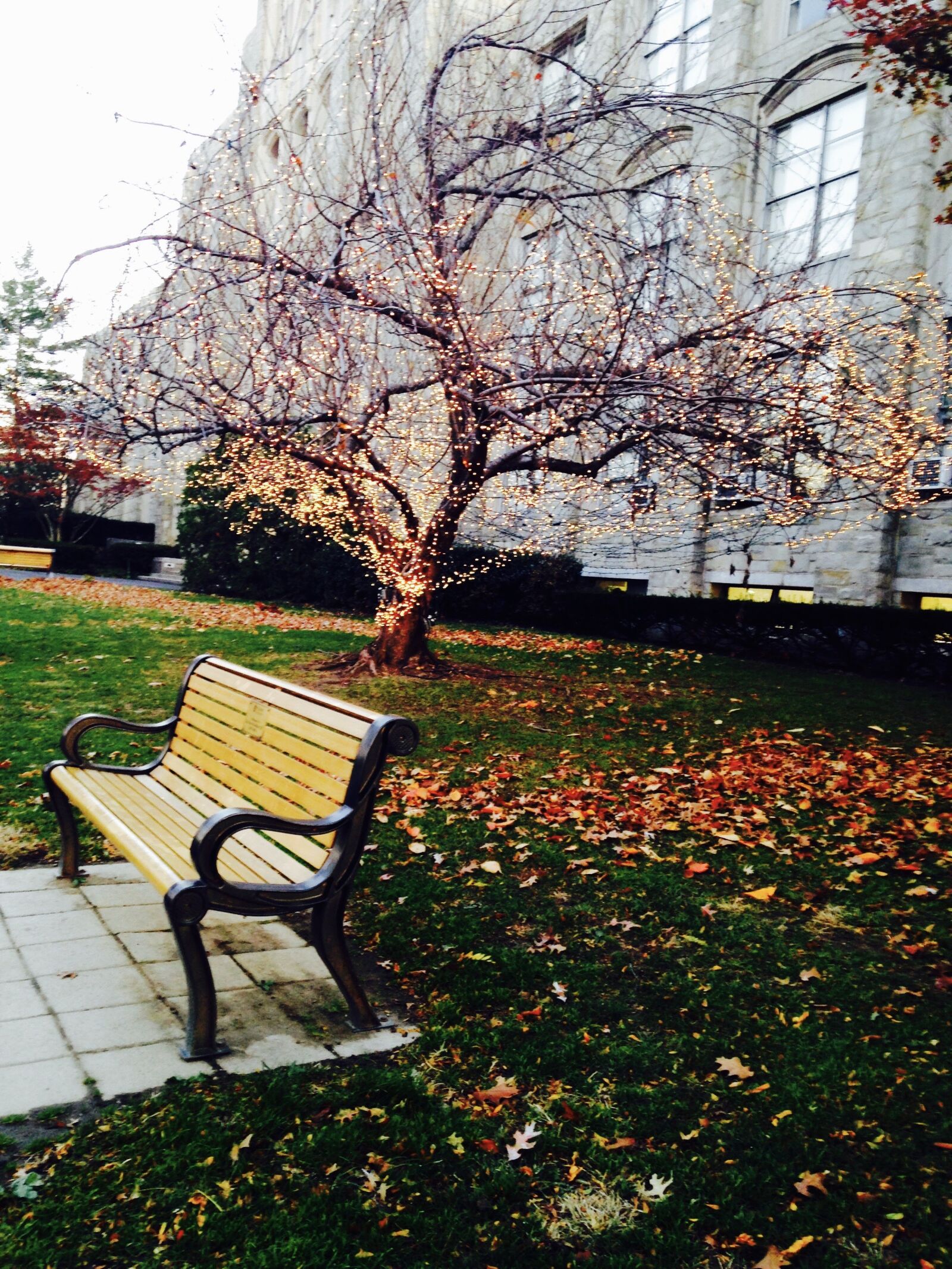 iPhone 5c back camera 4.12mm f/2.4 sample photo. Autumn, bench, christmas, colors photography