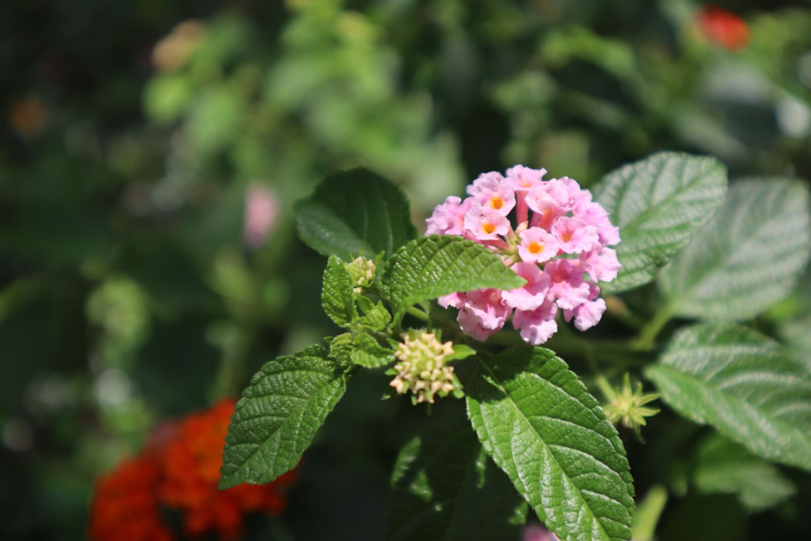 Canon EOS M50 (EOS Kiss M) sample photo. Pink, flora, garden photography