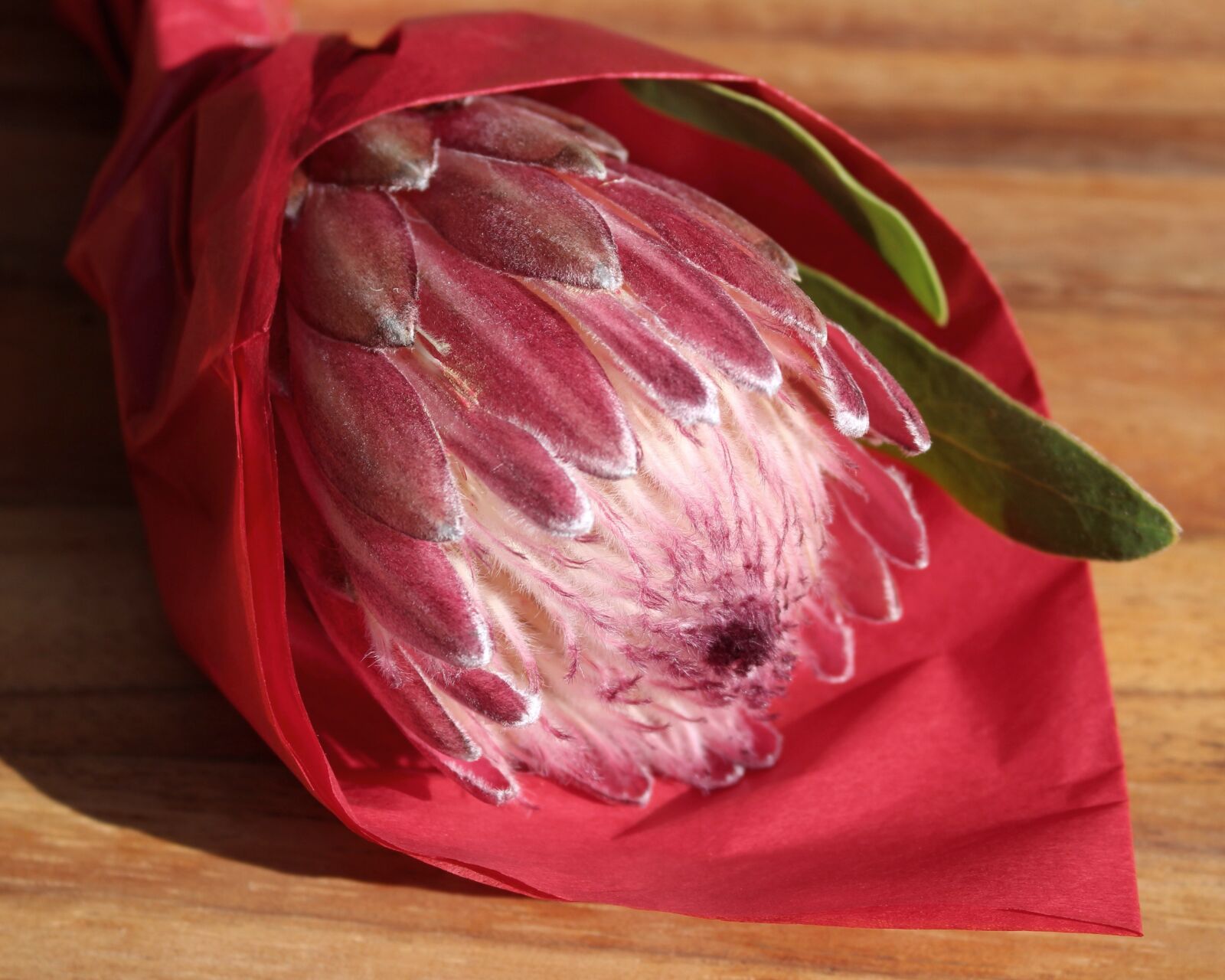 Canon EOS 700D (EOS Rebel T5i / EOS Kiss X7i) sample photo. Protea, red, cut flower photography