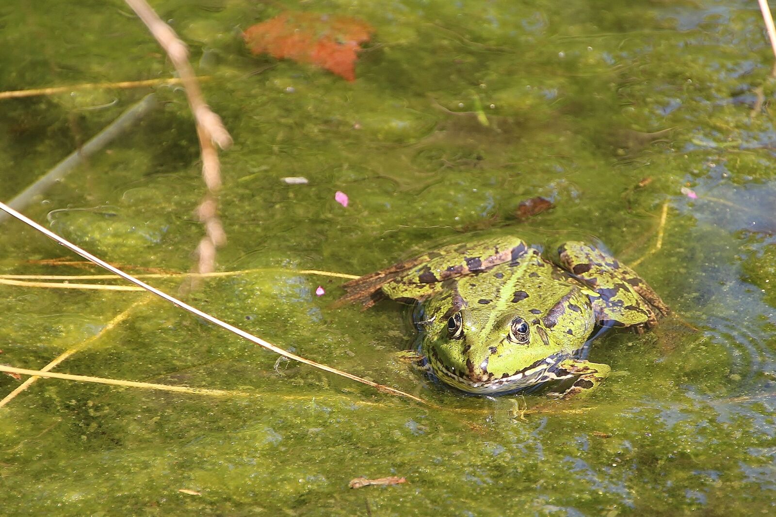Canon EOS 700D (EOS Rebel T5i / EOS Kiss X7i) sample photo. Frog, green, pond photography