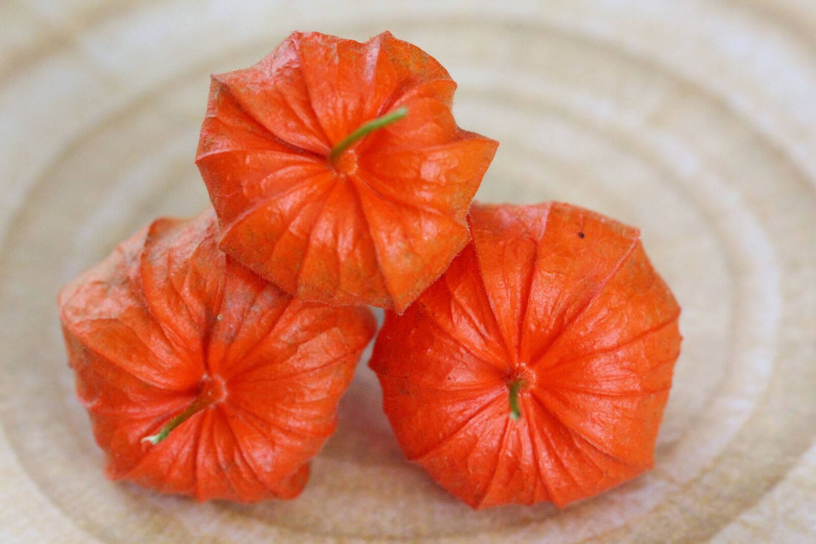 Canon EF 100mm F2.8L Macro IS USM sample photo. Physalis, phýsalis, plant photography