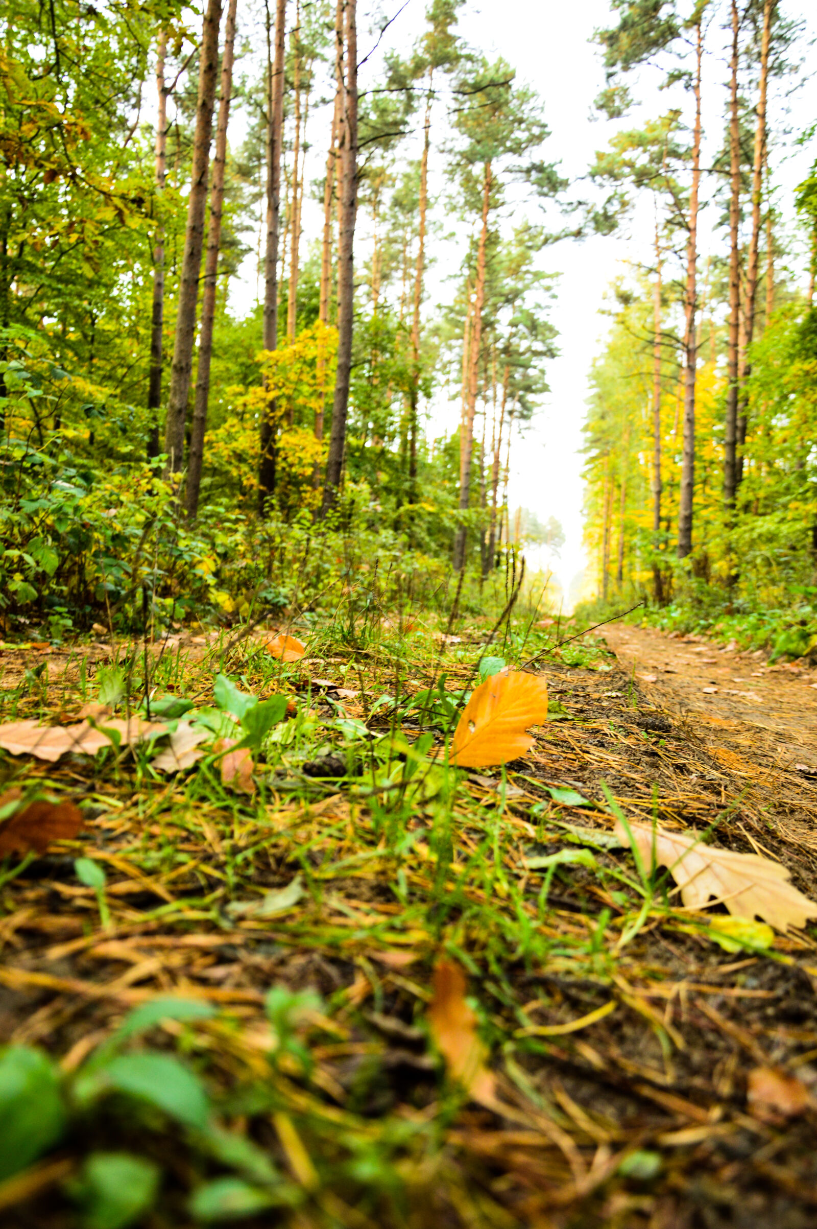 Nikon D3200 sample photo. Autumn photography